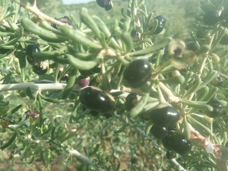 黑枸杞干货头茬