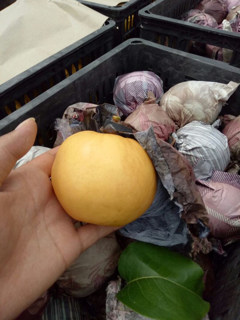 皇冠梨250~300g光果