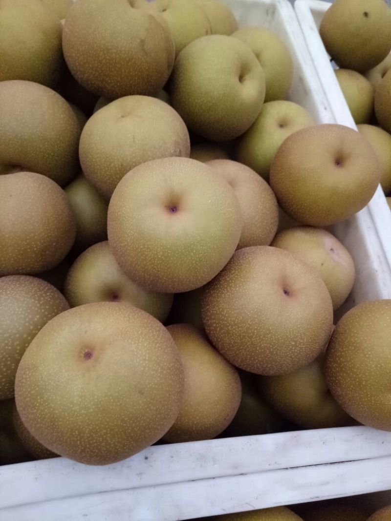 皇冠梨250~300g光果