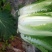 大白菜净菜4~6斤