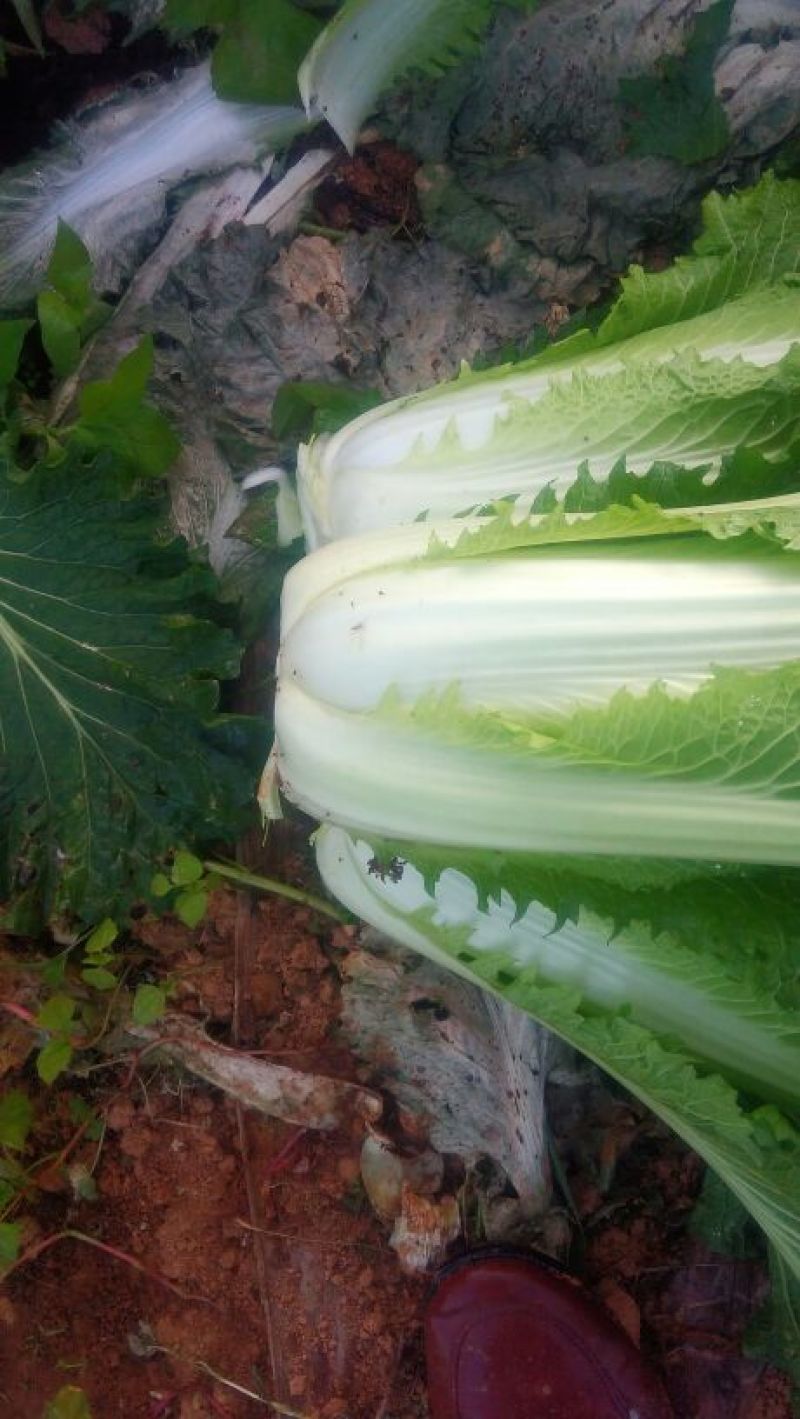 大白菜净菜4~6斤