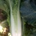 大白菜净菜4~6斤