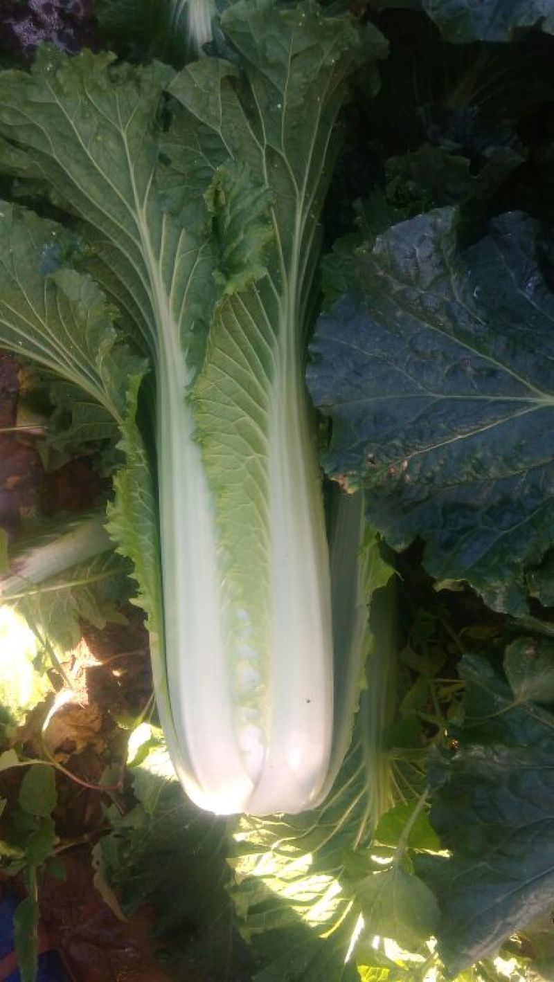 大白菜净菜4~6斤