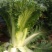 大白菜净菜4~6斤