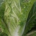 大白菜净菜4~6斤
