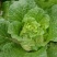大白菜净菜4~6斤