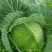 大白菜净菜4~6斤