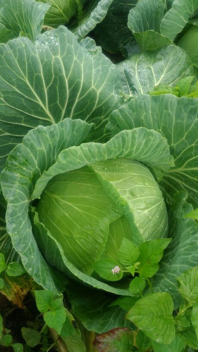 大白菜净菜4~6斤