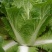 大白菜净菜4~6斤