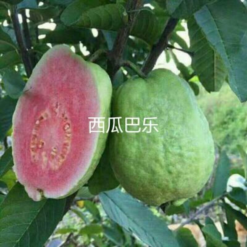西瓜番石榴苗30~50cm