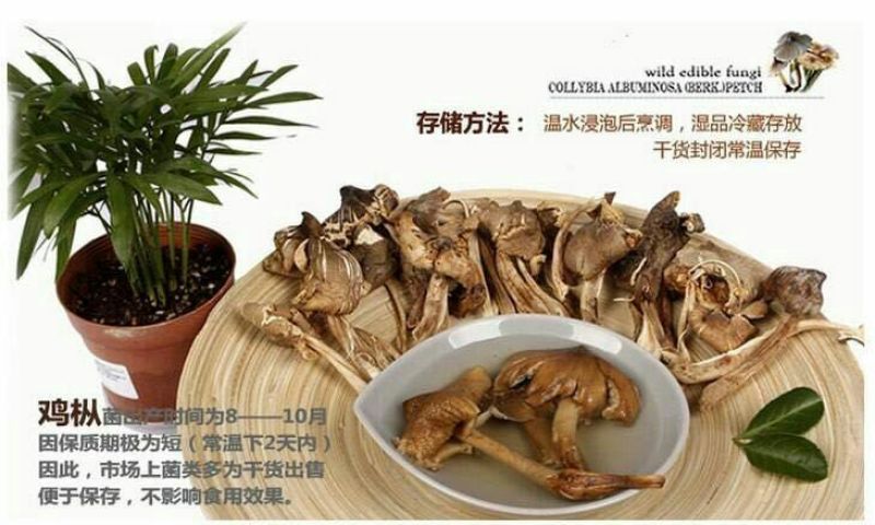 鸡枞菌特级