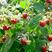 树莓苗50~80cm双季红树莓苗红黑黄树莓苗当年结果