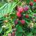 树莓苗50~80cm双季红树莓苗红黑黄树莓苗当年结果