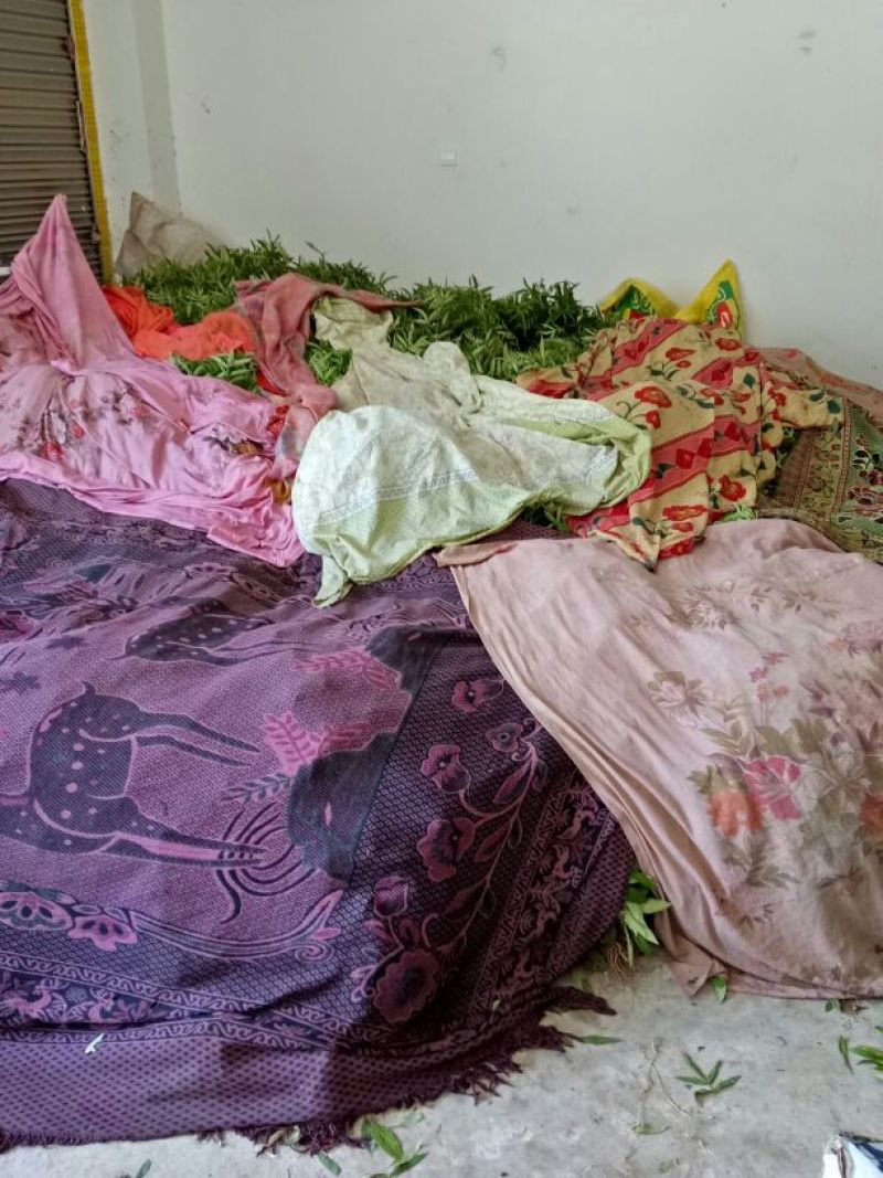花椒苗0.5~1年，裸根大苗，根系好，苗子粗壮