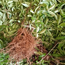 花椒苗0.5~1年，裸根大苗，根系好，苗子粗壮