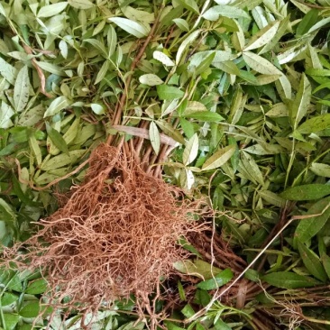 花椒苗0.5~1年，裸根大苗，根系好，苗子粗壮