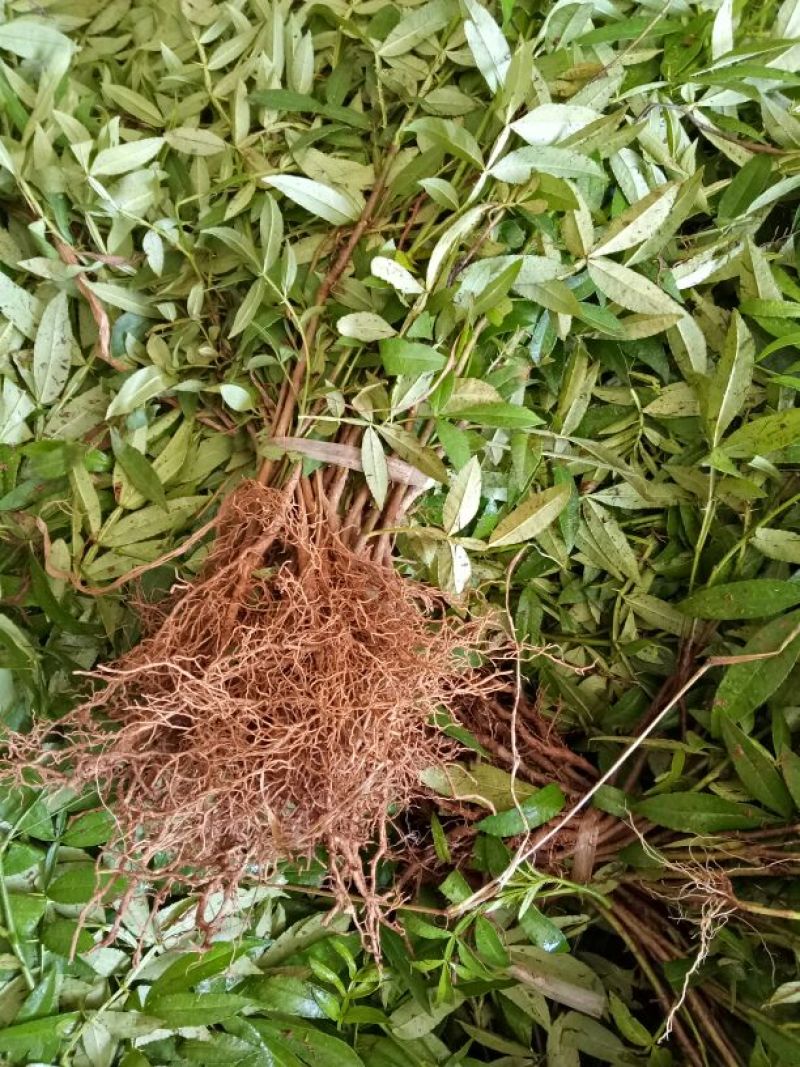 花椒苗0.5~1年，裸根大苗，根系好，苗子粗壮