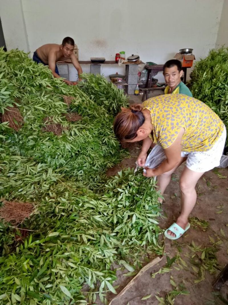 花椒苗0.5~1年，裸根大苗，根系好，苗子粗壮