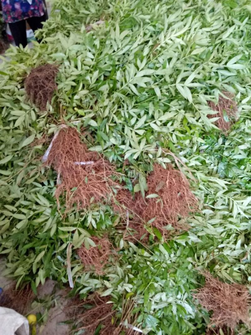 花椒苗0.5~1年，裸根大苗，根系好，苗子粗壮