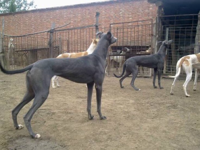 格力犬公