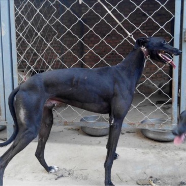 格力犬公