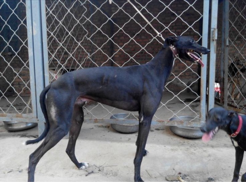 格力犬公