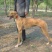 格力犬公