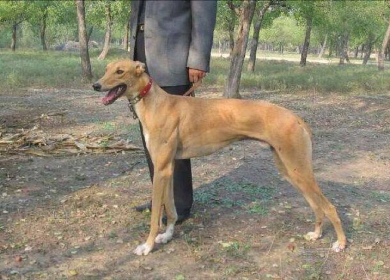 格力犬公