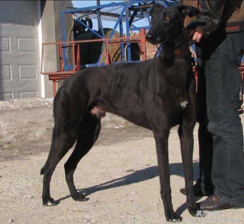 格力犬公