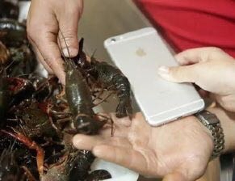 小龙虾食用活虾小龙虾主养