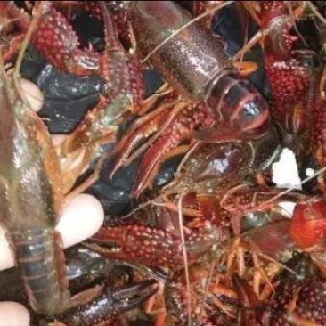 小龙虾食用活虾小龙虾主养