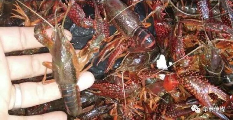 小龙虾食用活虾小龙虾主养