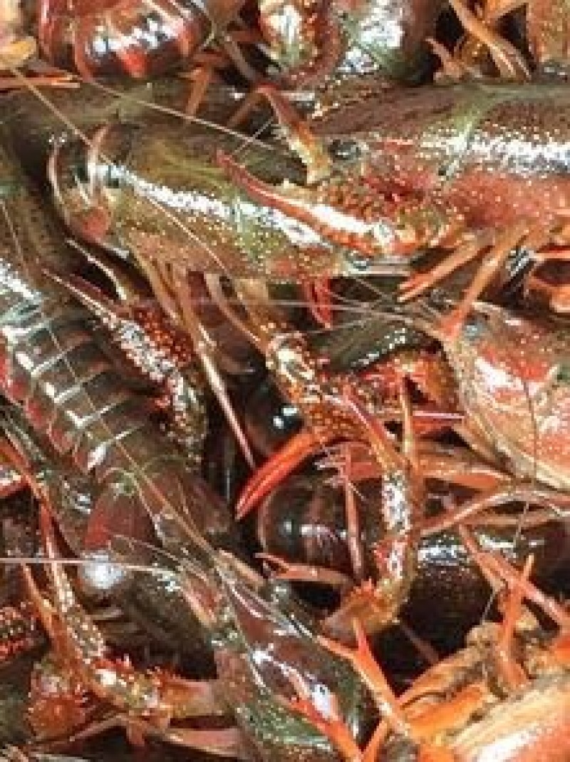 小龙虾食用活虾小龙虾主养