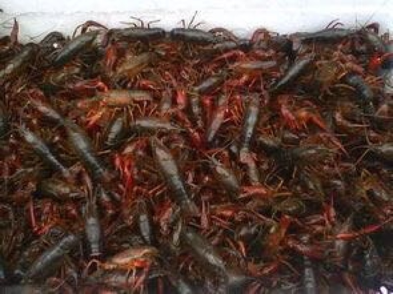 小龙虾食用活虾小龙虾主养