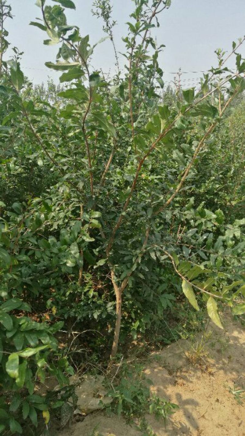 突尼斯软籽石榴树苗嫁接苗60~70cm