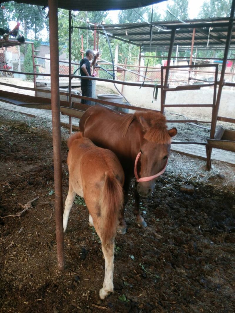 蒙古马200~300kg