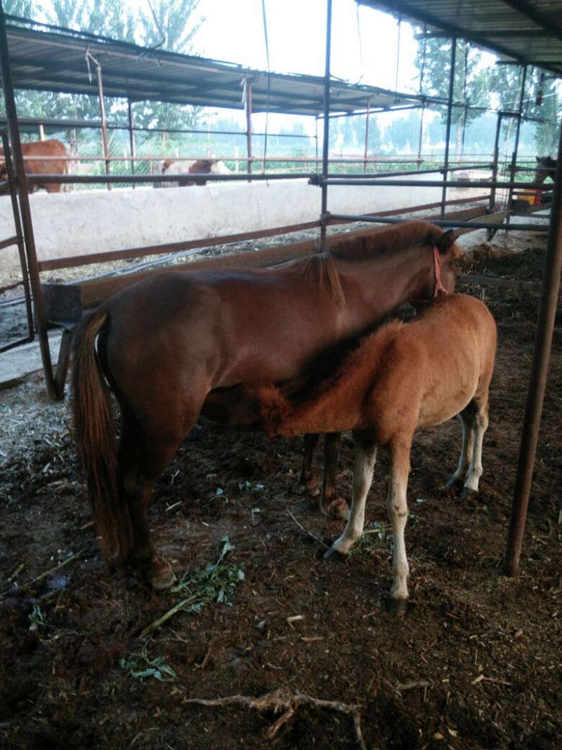 蒙古马200~300kg