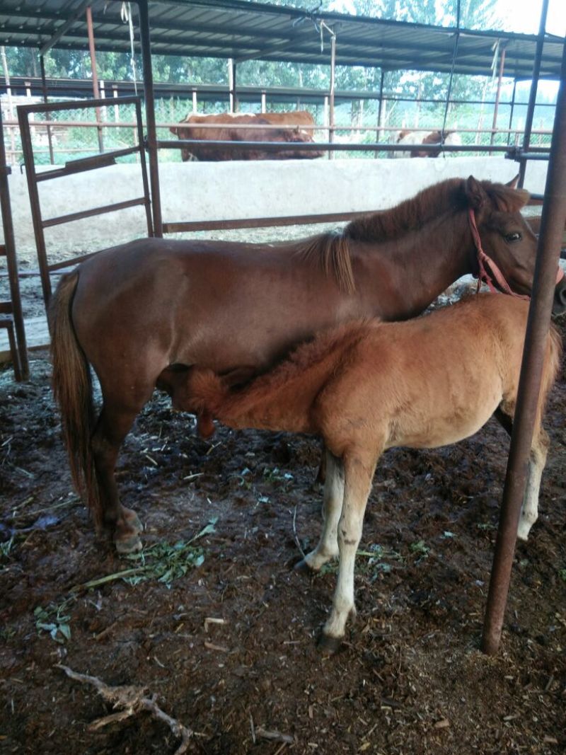 蒙古马200~300kg