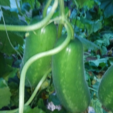 节瓜2斤以上吊冬瓜