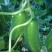 节瓜2斤以上吊冬瓜