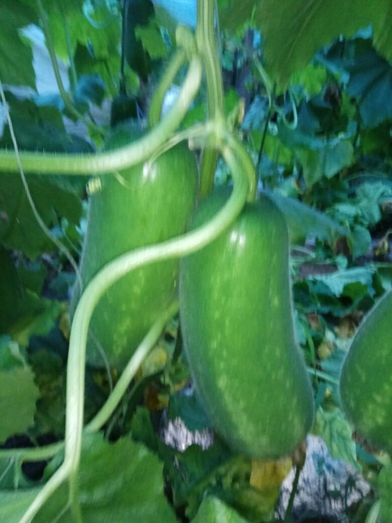 节瓜2斤以上吊冬瓜