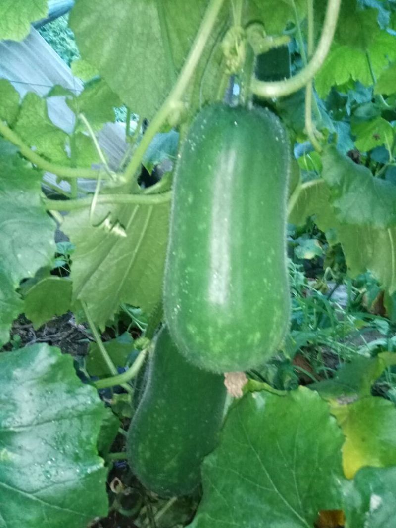 节瓜2斤以上吊冬瓜