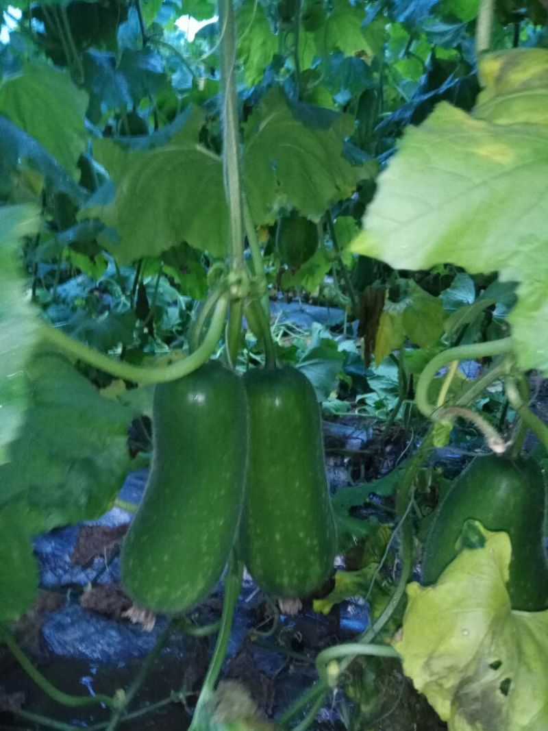 节瓜2斤以上吊冬瓜