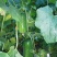 节瓜2斤以上吊冬瓜