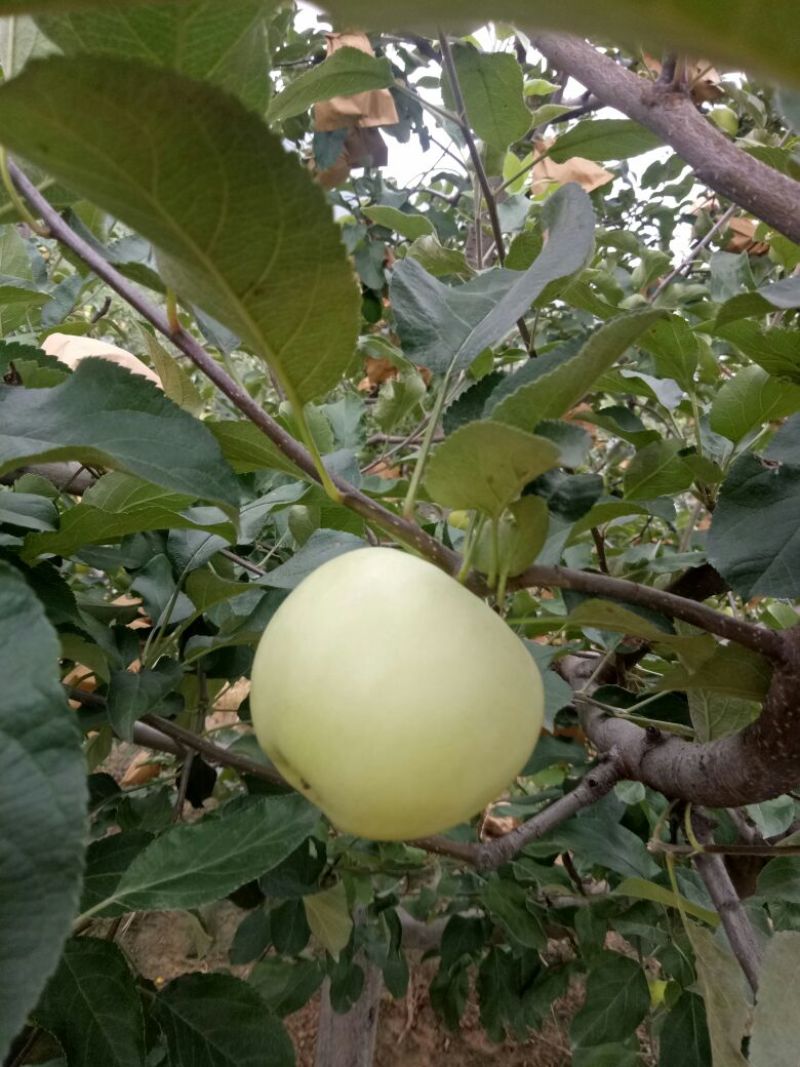 美八苹果75mm以上纸+膜袋，美八苹果大约在八月十号