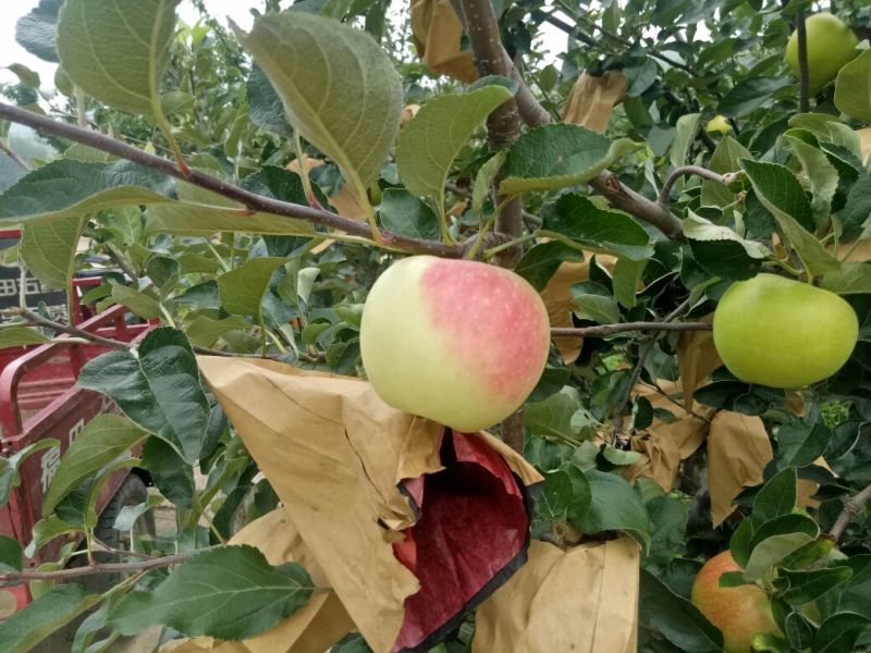 美八苹果75mm以上纸+膜袋，美八苹果大约在八月十号