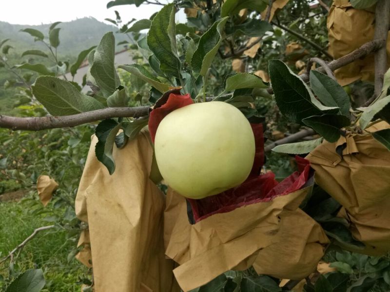 美八苹果75mm以上纸+膜袋，美八苹果大约在八月十号