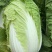 【今日推荐】湖北黄心大白菜，产地直发，货源稳定，品质保证