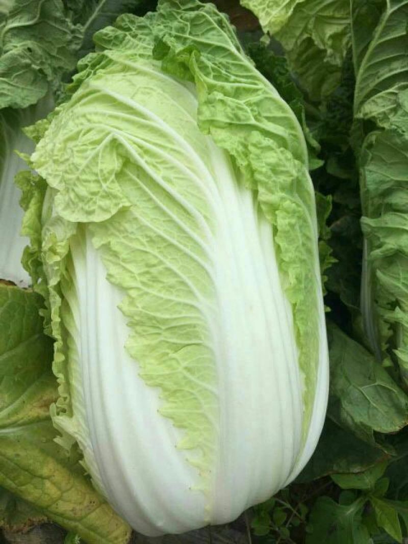 【今日推荐】湖北黄心大白菜，产地直发，货源稳定，品质保证