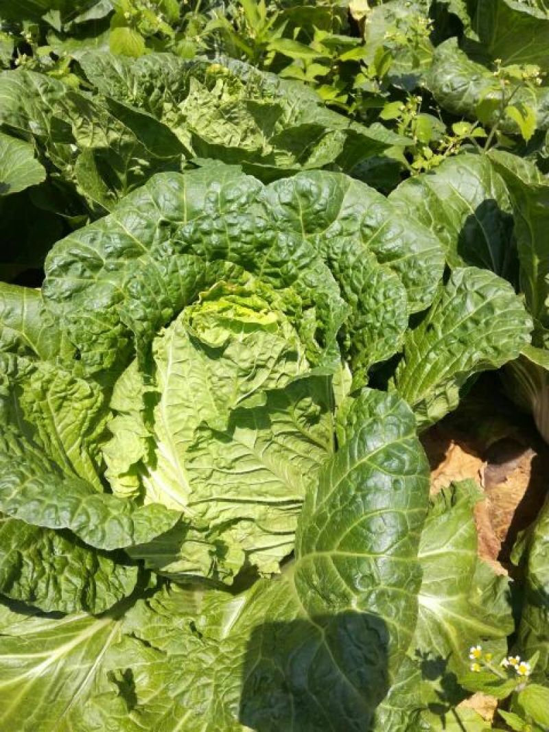 【今日推荐】湖北黄心大白菜，产地直发，货源稳定，品质保证